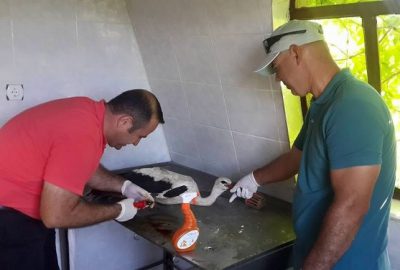 Isparta’nın Eğirdir ilçesinde araç çarpması sonucu ayağı kırılan köpek ile