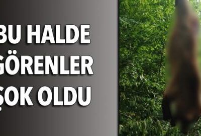 Ağaca asılı halde bulundu