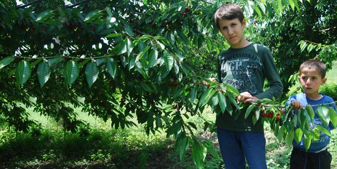 Dağ kirazı dalında kaldı