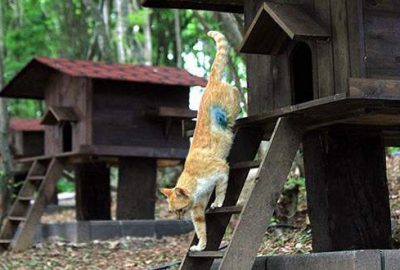 Samsun'da sokak kedileri için oluşturulan "Kedi Kasabası"nda, sokaktan toplanan kedilerin