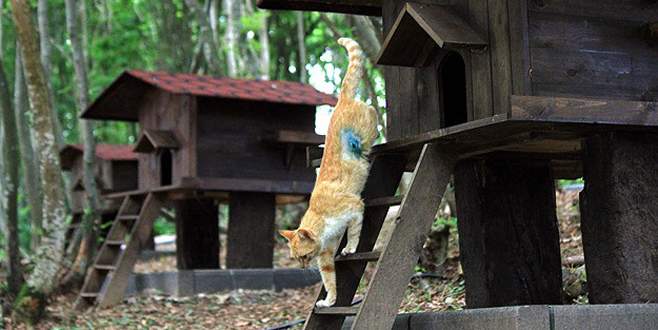 Sokak kedileri için 5 yıldızlı “Kedi Kasabası”