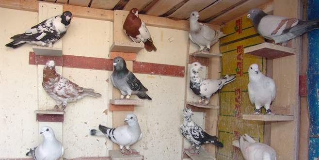 Bursa’da güvercin hırsızlığı
