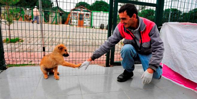 Yıldırım Belediyesi bin 255 hayvanı tedavi etti
