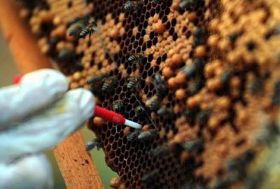 Ramazanda bol bol arı sütü tüketin!