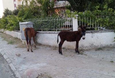 Aydın’ın Efeler ilçesinde sokakları mesken tutan sahipsiz bir adet tay