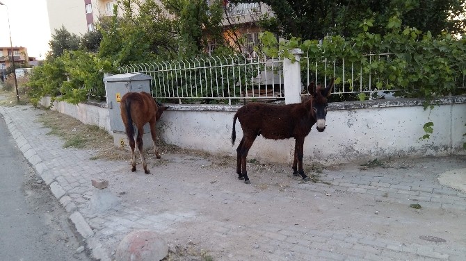 Sahipsiz Tay Ve Sıpa Sokakları Mesken Tuttu