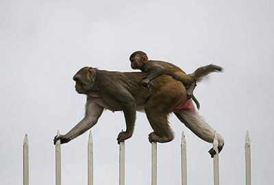 Tedavi için kullanılan maymunlar kaçtı