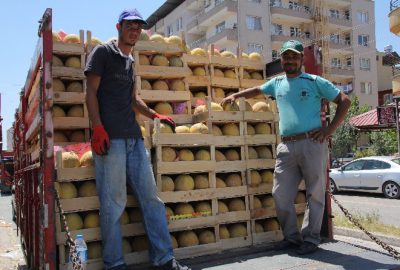 Lezzeti, şekli ve bol vitaminiyle ülkenin her yerinden olduğu gibi