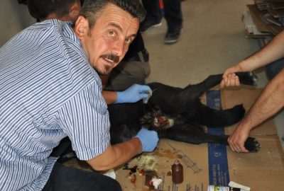 Hakkari’de başıboş dolaşan ve memesi yırtılan dişi köpeğe veteriner hekim