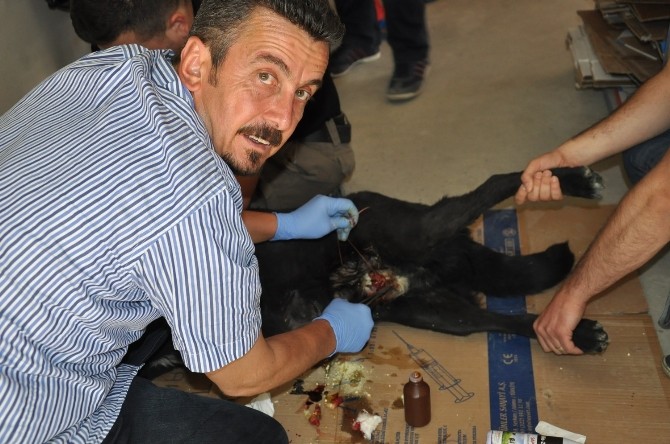 Yarılı Olan Köpeği Veteriner Hekim Kurtardı