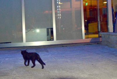 Ankara’da bir bankaya giren kedi, alarmı çalıştırınca polisi harekete geçti.
