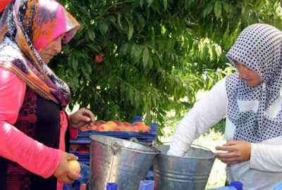 Şeftali toplamak için sabah ezanında tarlaya gidiyorlar