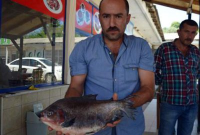 Bursalı balıkçıları şaşkına çeviren balık!