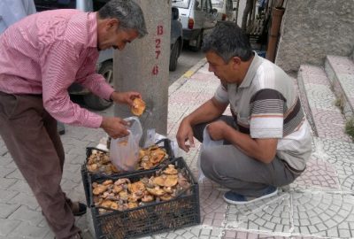 Kütahya’nın Hisarcık ilçesinde Sonbaharda çıkan melki mantarının yaz ayı başlarında