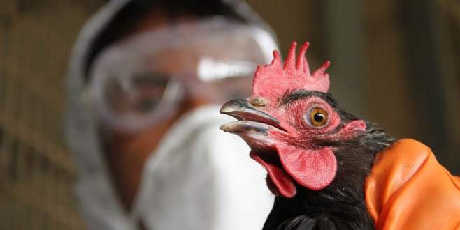 Kuş gribi alarmı yetkilileri harekete geçirdi