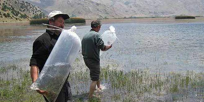 İznik Gölü’ne 100 bin yavru balık bırakıldı