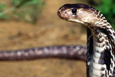 'Hastaneye gittiğinizde yılanın türünün hızlıca belirlenmesi için fotoğraf çok yardımcı