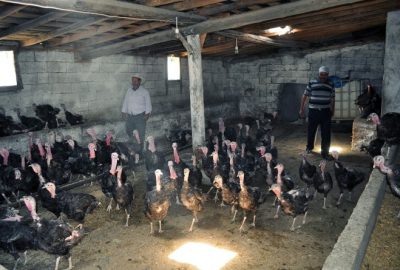 Bitlis’in Adilcevaz ilçesinde bir vatandaş, kurduğu çiftlikte organik hindi yetiştiriciliği