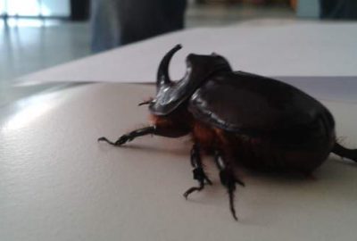 90 bin doları duyan ava çıktı ama…