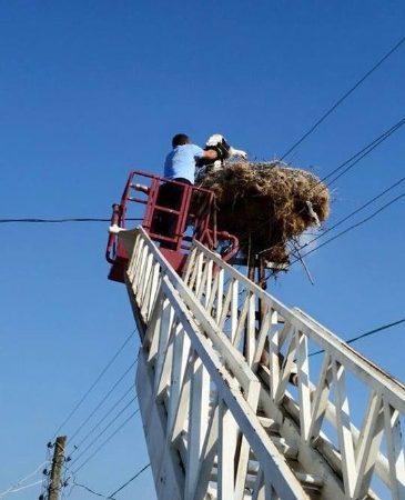 Denizli’nin Kale ilçesinde yuvasından düşen leyleği itfaiye ekipleri yeniden yuvasına