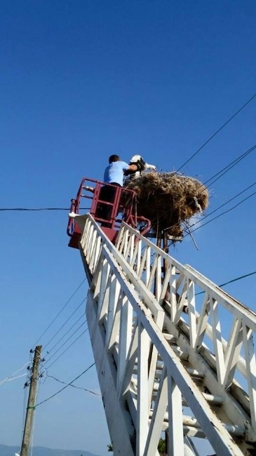 Yuvasından Düşen Leyleğe Şefkat Eli