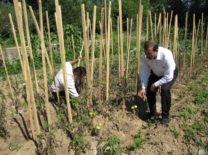 Hisarcık’ta Domatesi Fungal Hastalığı Vurdu