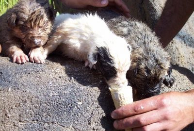 Erzurum’da son günlerde etkili olan aşırı sıcaklar insanlar kadar hayvanları