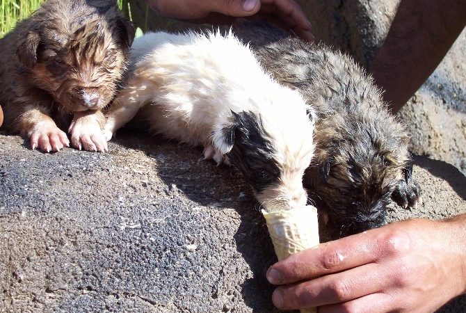 Erzurum’da son günlerde etkili olan aşırı sıcaklar insanlar kadar hayvanları
