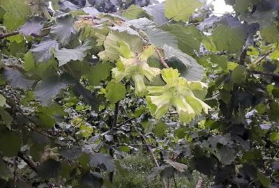 Giresun Gıda, Tarım ve Hayvancılık İl Müdürü Muhammet Angın, Giresun’un