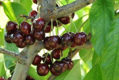 İhraçlık kirazı “mantar” vurdu