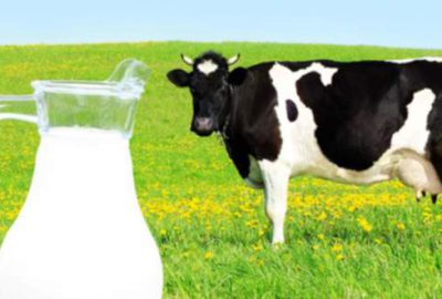 ‘Serinletilen ineklerin süt verimi artıyor’