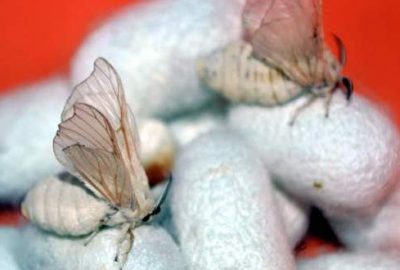 ‘Bilecik bezi’ üretimi ipek böcekçilikle canlandırılacak