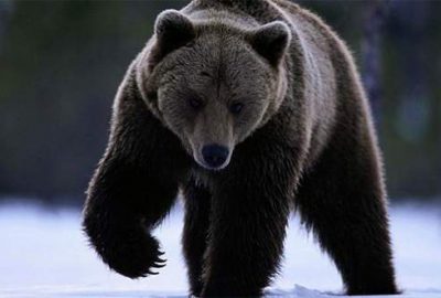 Beslediği yavru köpek ayı çıktı!