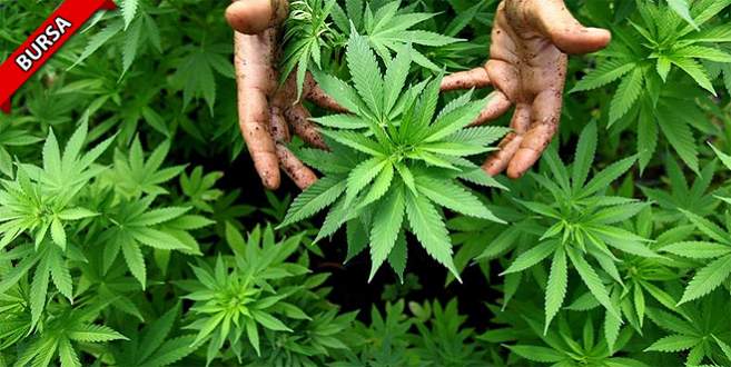 Evinin çatısında Hint keneviri yetiştirken yakalandı