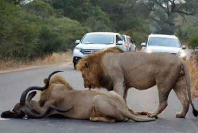 Aslanlar trafikte antilop parçaladı
