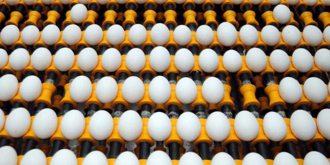 Yumurta üretimi yüzde 6,5 azaldı