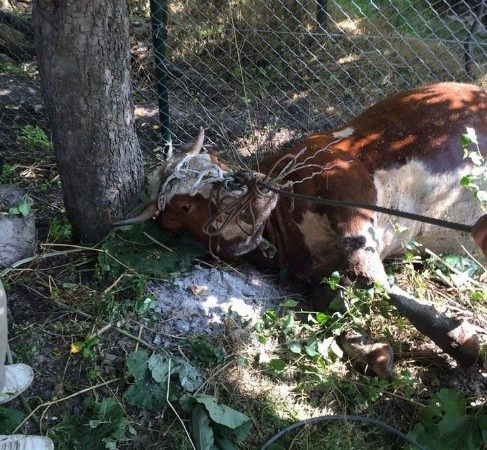 Ankara’nın Kızılcahamam ilçesinde foseptik çukuruna düşen ineği çukurdan itfaiye ekipleri