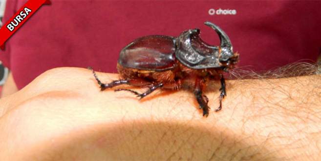 Dükkanında gergedan böceği besliyor