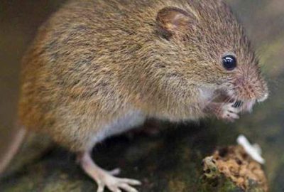 Fare camiyi birbirine kattı: 80 yaralı