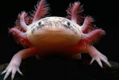 Kanser için umut ışığı Türkiye’de