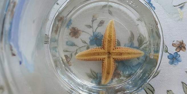Erdek’te dört bacaklı denizyıldızı bulundu