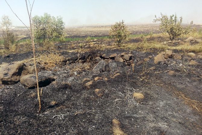Şanlıurfa’nın Siverek ilçesinde başlayan anız yangınının meyve bahçesinde sıçraması sonucu