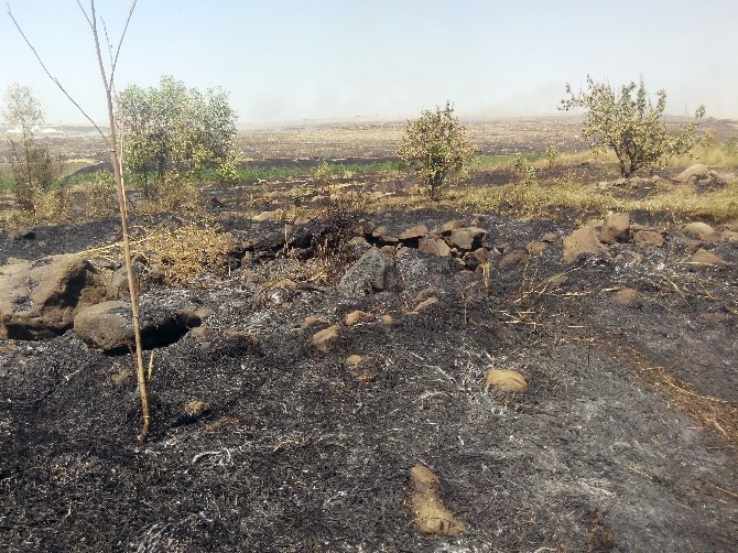 Siverek’teki Yangında 5 Bin Ağaç Zarar Gördü