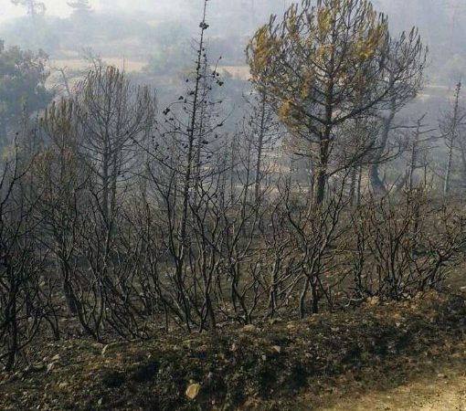 Manisa’nın Kırkağaç ilçesine bağlı Gelenbe ile Çaltıcak Mahallesi yakınlarındaki ormanlık