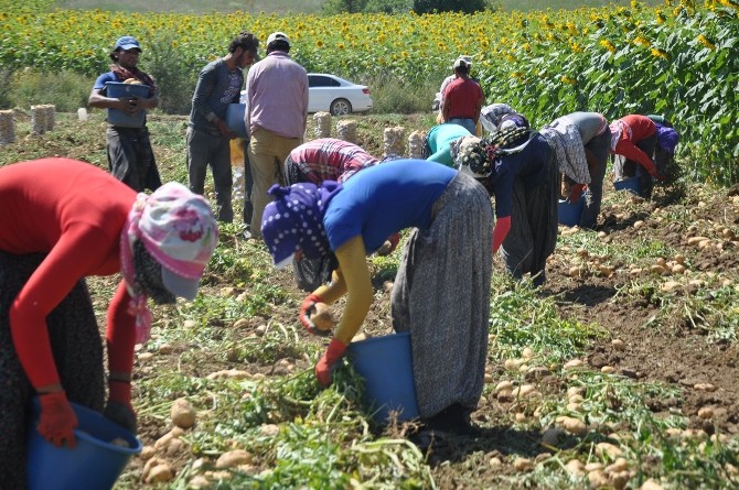 Mülteciler Patates İşçisi Oldu