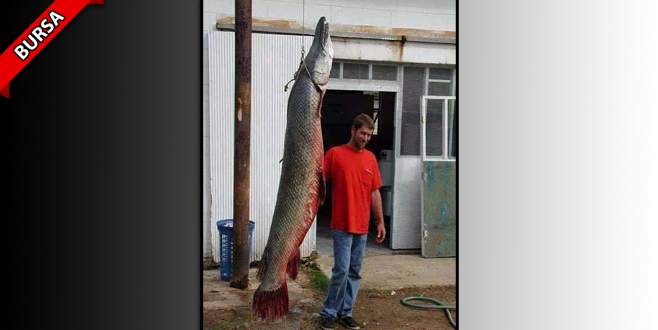 2,5 metrelik balık görenleri hayrete düşürdü