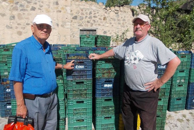 Niğde’de vişne hasadı başladı. Meyve suyu fabrikaları yılın meyve