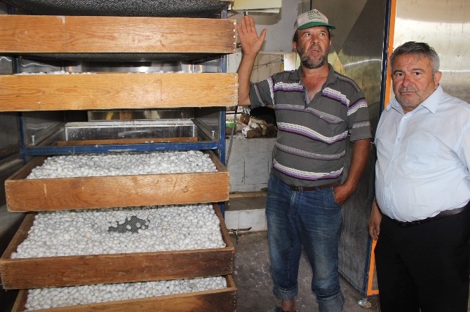 Yenipazar İpek Üretim Merkezi Haline Geliyor