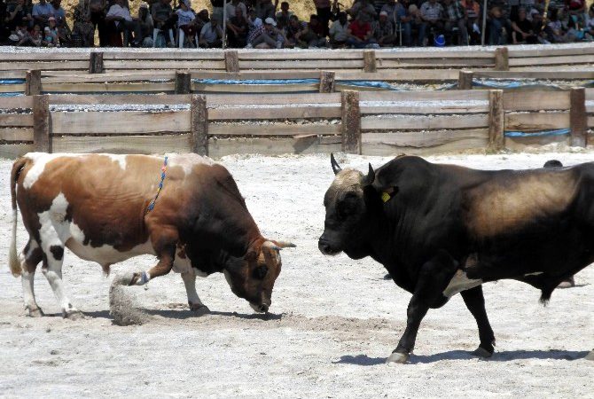 Germencik Belediyesi tarafından bu yıl ilki düzenlenen Germecik Boğa güreşleri