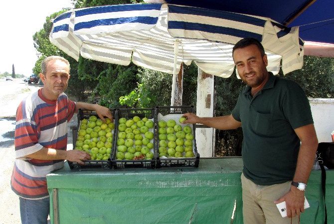 Aydın’ın lezzeti ve dolgunluğu ile tanınan sarı lop incirinin bu